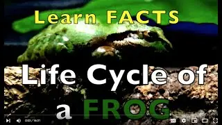 DRAW LIFE CYCLE of a FROG / SCIENCE (K - 3) VOCABULARY/SHAPES/COLORS/SPELLING/ART EEDUCATIONAL KID