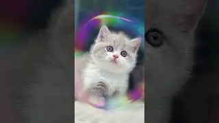 #cats #hdcatwallpapers #catvideos #catlove 😸😺 subscribe channel ✨ comment me 💕