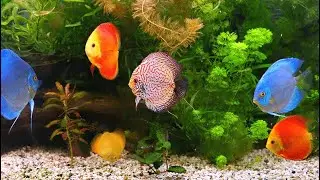 My Colourful Fish Tank #fishvideo #fishtank #fishaquarium #fishfamily #fishlife #fishtankvlog 