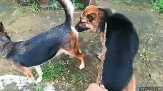 German Shepherd mating.||short coat and medium coat