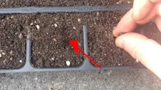 Collecting and planting Lupin seeds