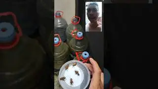 Kasih Makan Progress Channa Maru Di Galon 🦗🦗🦗