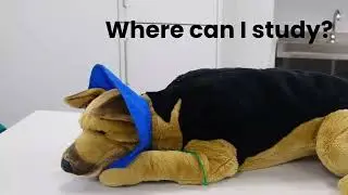 Veterinary Nursing Live Online Learning at The College of Animal Welfare