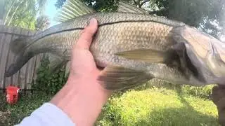 Snook fishing(2025 mullet run)