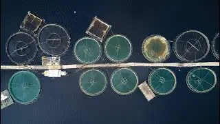 How Farmed Salmon Became a Market Leader