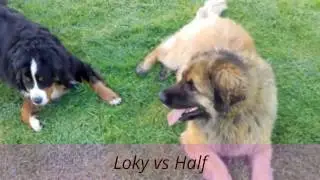 Leonberg / Bouvier (120 kg de muscles)