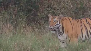 Two Tigers One Sighting in Kanha National Park