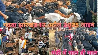 गढ़वा झारखंड बकरा मंडी 17 अप्रैल 2025 लाइव अपडेट| 10000 + बकरा बकरी| JHARKHAND GOAT SUPPLY