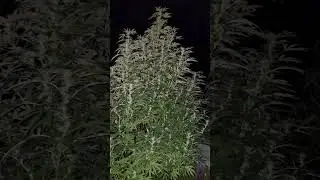 Outdoor Grow's 💚 #grow #cannabisdaily #outdoor #growth