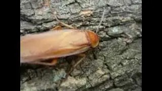 SHELFORDELLA LATERALIS