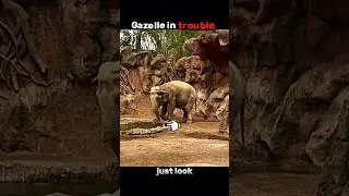 elephant's best attitude 😱 #trending #animals #attitude #amazing #shorts