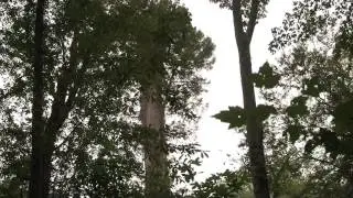 The Great Dismal Swamp, National Wildlife Refuge; Virginia