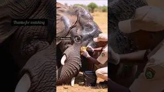 Park Rangers Save Elephant From Deadly Tar Pit! #ai #rescue #animals #wildlife #shorts