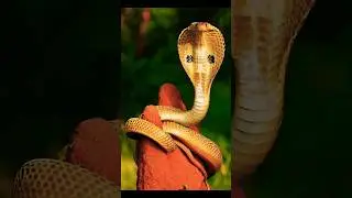 😱omg Snake caught on camera #snake #reptiles #shortsfeed