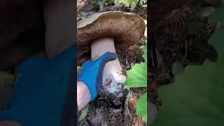 Giant king Porcini mushroom!