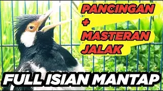 Burung Jalak Suren Isian Mewah Gacor Full Isian Tembakan Tengkek Buto Cililin