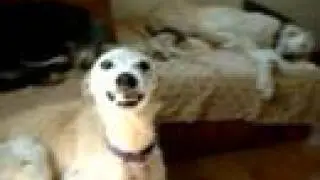 GRETA, the smiling galga - la galga sonriente