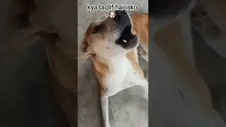 SHE TALKS LIKE THIS 🐶🤪😵&zwj;💫#dog#emotion#talking#talkingdog#cute#loud#shorts#dogshorts#shortvideo#YT
