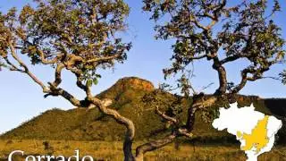 Endemismo e Biomas Brasileiros - Prof Dr Leopoldo Magno Coutinho
