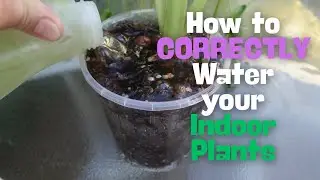How to CORRECTLY Water your Indoor Plants | Elusive Plants