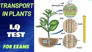 Questions and Answers | Transport in Plants
