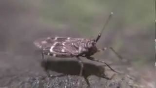 Cylapus Tenuicornis w Missing Leg AKA S.O.S