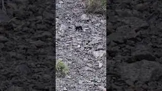 Bear Sighting in Princeton B.C.! 🐻 | Stay Wild, Stay Safe