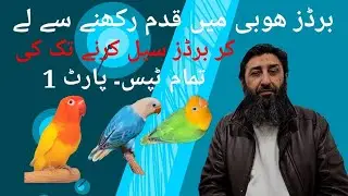All the Tips from getting into the Bird Hobby to Selling Birds. Part 1