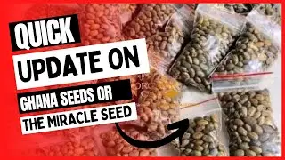 Quick review on Ghana seeds / Miracle seed