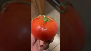 Is a tomato a fruit or vegetable?? #shorts