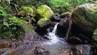 Running Water River Sound and Relaxing Rainforest Ambience for Deep Sleep Meditation