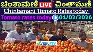 #01/02/2026 #today Chintamani tomato rates #Chintamani tomato market rates #tomato rates #Venu7tv 