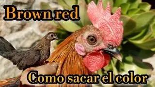 como sacar el color brown red, en los gallos, Miniatura, Azteca,
