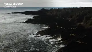 NUKUMI, el TIBUR&Oacute;N blanco m&aacute;s grande JAM&Aacute;S VISTO