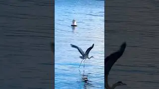 Captivating feather dances! #birds #birdbehavior #flight #heron #blue #white #green #feather #video