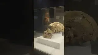 La Dama de Pumapungo. Exposici&oacute;n 2025. ☯️⭐🤠 Cuenca (Ecuador)