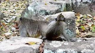 Poor Baby Timo Cry Angry Mom Tima not give Milk | Pity Poor Baby Monkey Timo