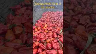King Chilli drying by smoke #kingchilli
