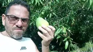 Chegou os tempos da mangas aqui em Alagoas 