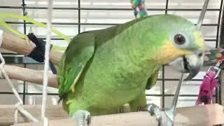 #amazon#birds #africangre #funnyvideos #funny #cute #shorts #short #song #ytshort #viral #viralvi