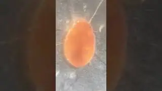 蟎 Erythraeidae - 1