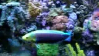 Large Radiant Wrasse