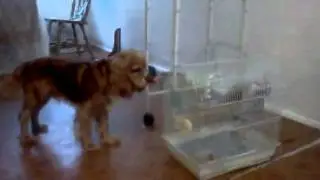 Dog hates bird