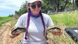 Diamondback Terrapin Nesting: Summer Research at Sandy Hook Gateway National Recreation Area