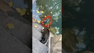 Cats have predatory instincts😲 #shorts #funny #cute #predator #animals