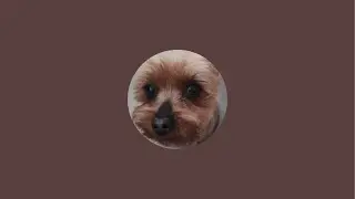 A Yorkie&rsquo;s Life в прямом эфире!