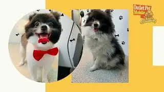 Convenience at Your Doorstep: Outlet Mobile Pet Grooming