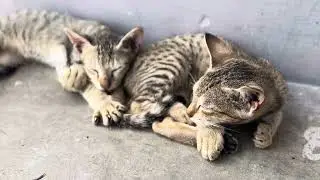 Tiny paws & Big hearts 