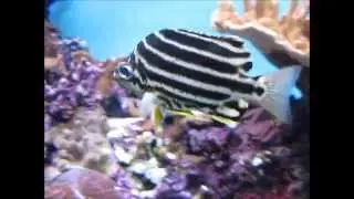 Stripey fish,  Microcanthus strigatus
