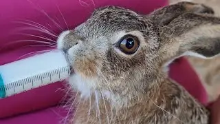 Esto si que es un animalillo 😍😅😅